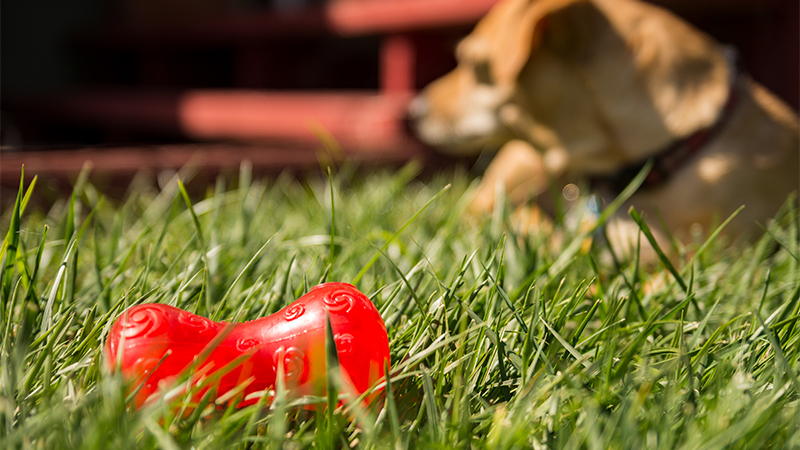 Red dog toy in grass with dog in background.
